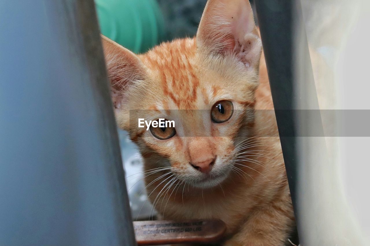 Close-up portrait of a kitten