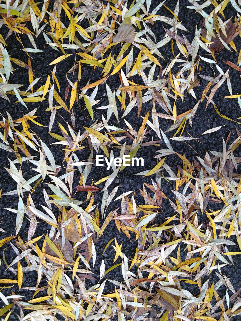 High angle view of leaves fallen on road