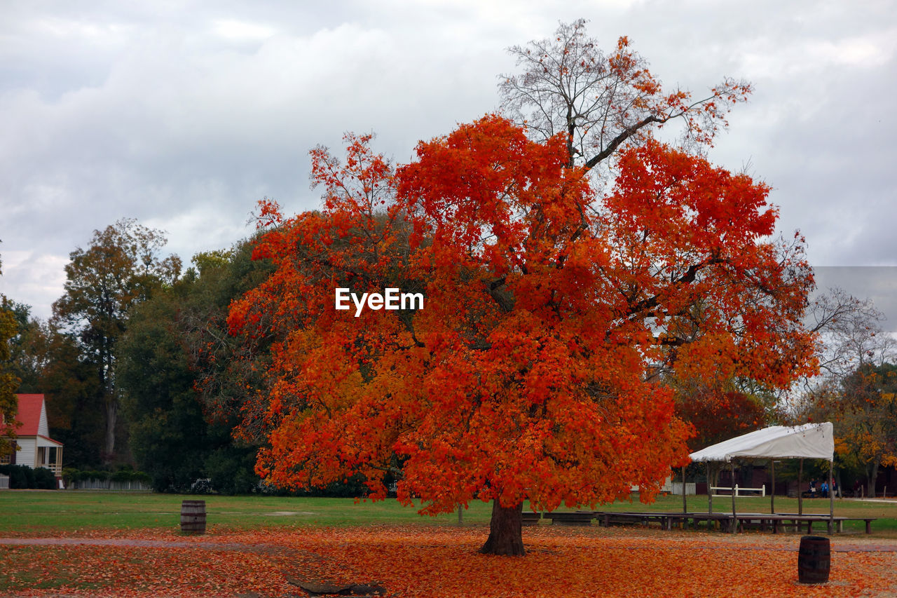 Close-up of red autumn tree against sky