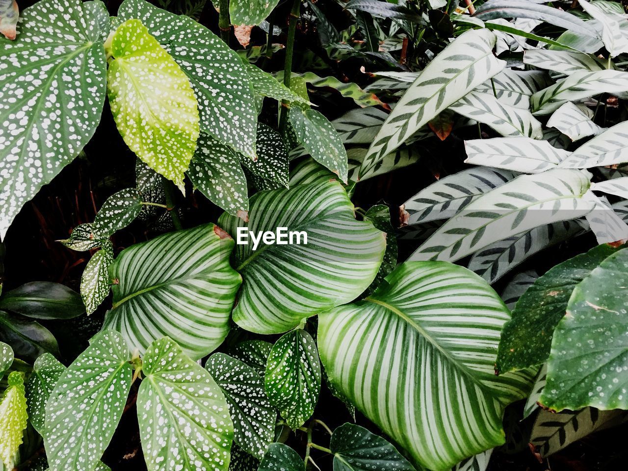 Full frame shot of leaves