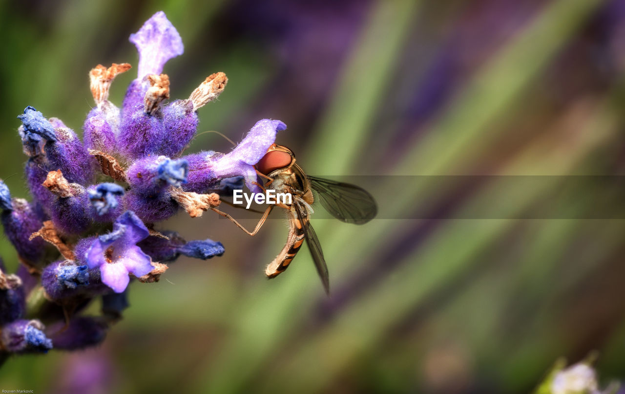 Close-up of insect on purple flower