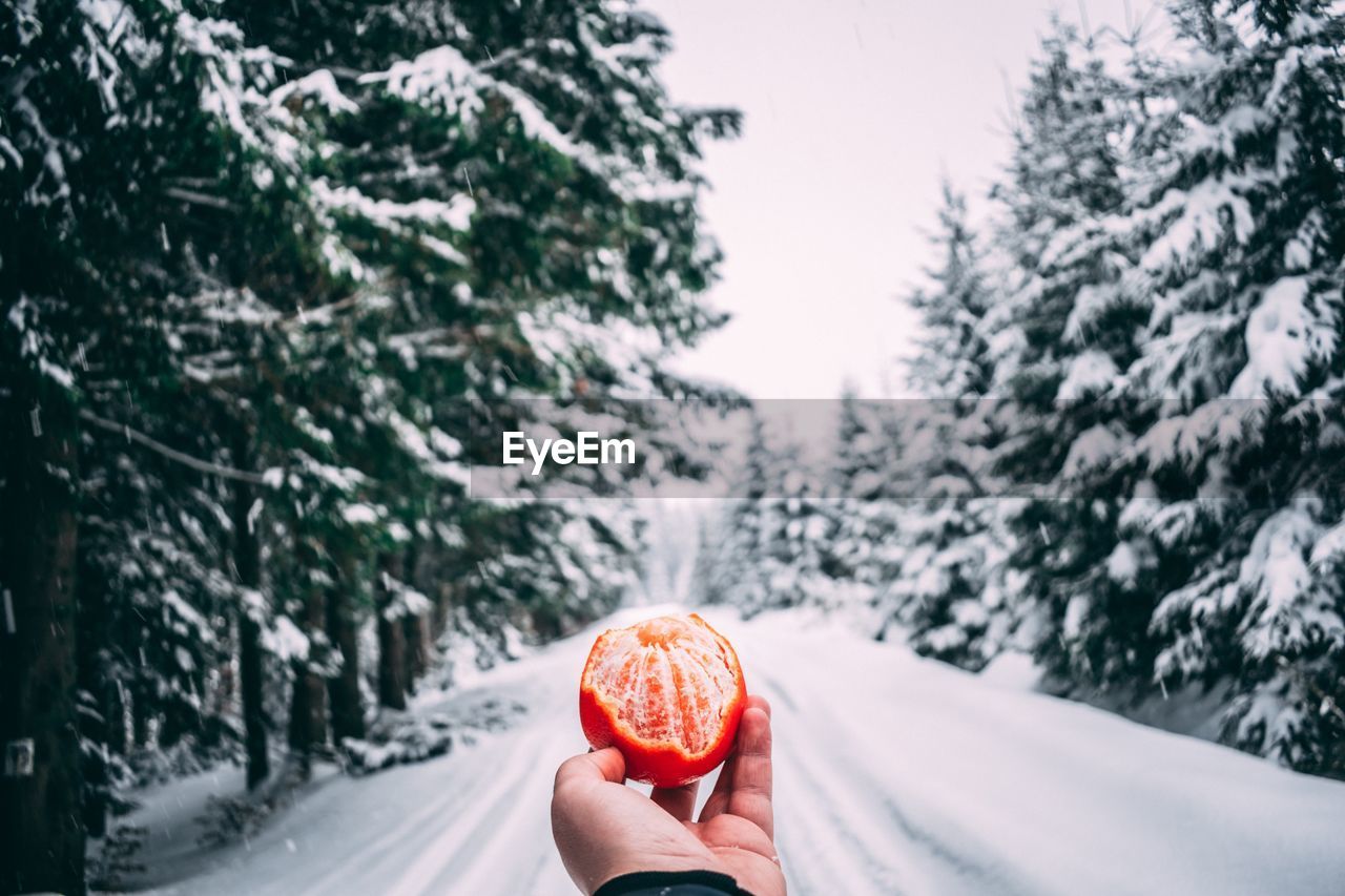 Cropped hand of man holding fruit against trees during winter