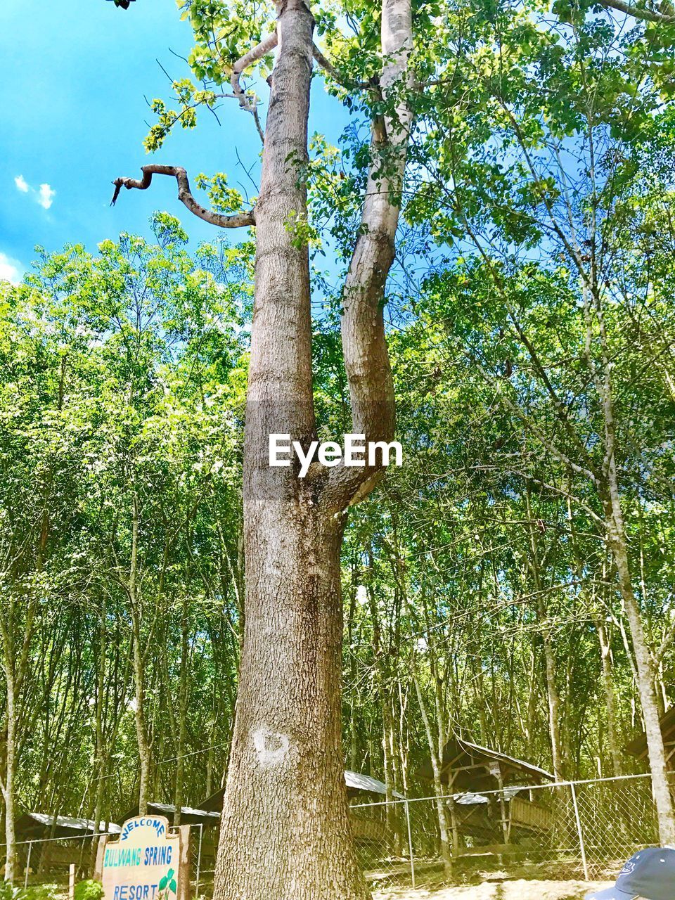 LOW ANGLE VIEW OF TREE AGAINST THE SKY