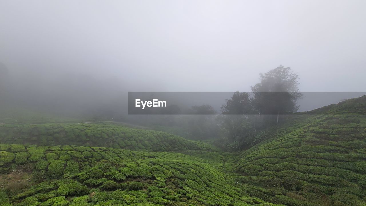 Scenic view of agricultural field during foggy weather