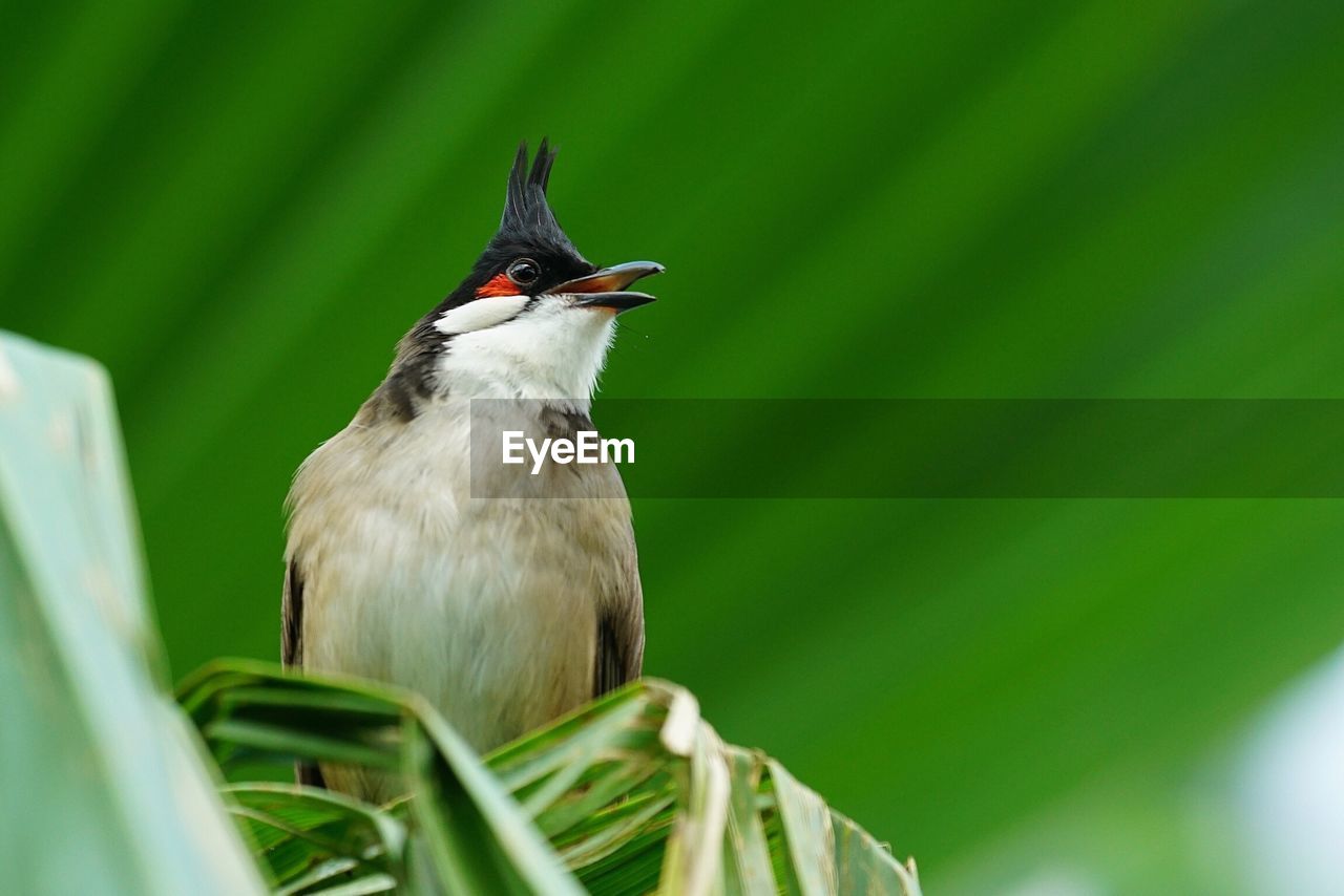 Close-up of bird perching on leaf