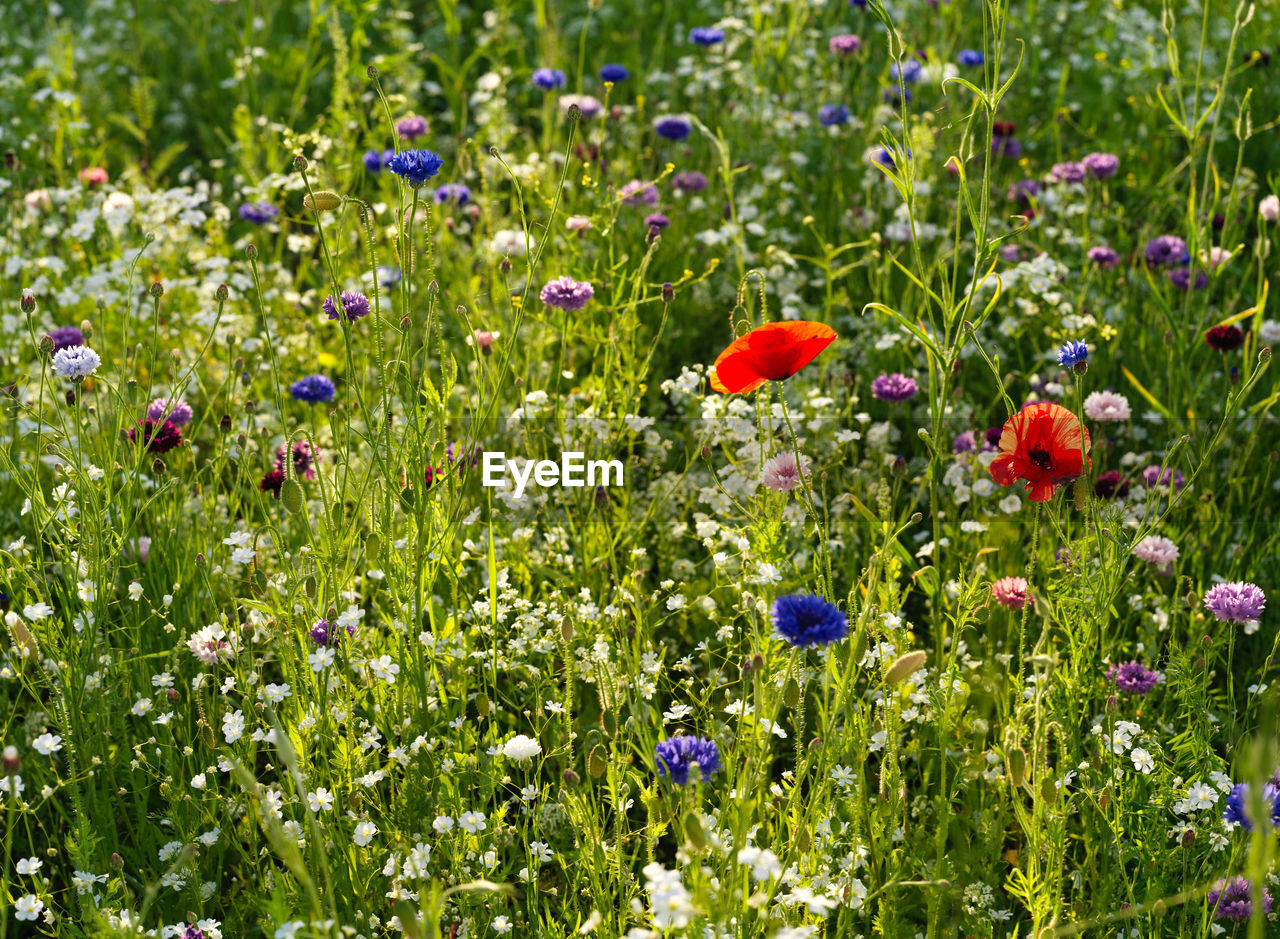 CLOSE-UP OF POPPY FLOWERS IN FIELD