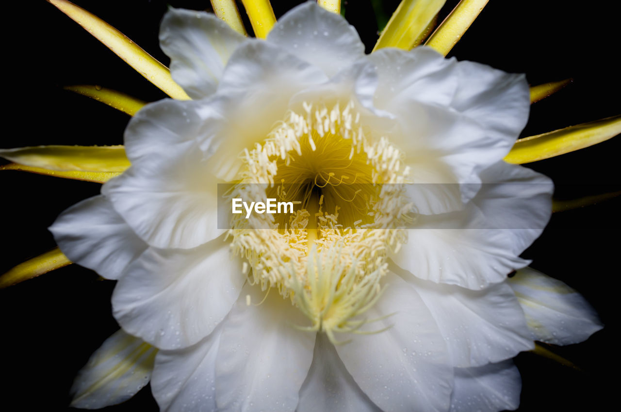 Close-up of white flower