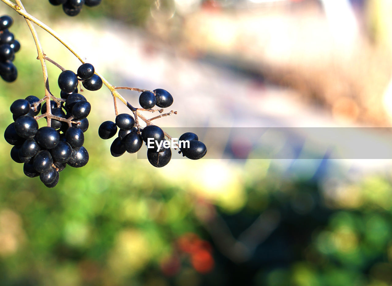 CLOSE-UP OF GRAPES