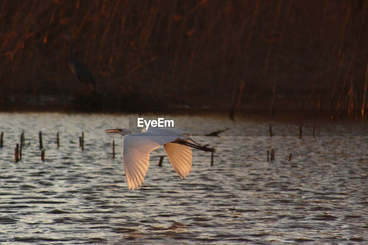 Egret flying 