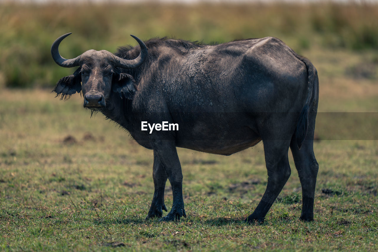 side view of buffalo standing on field