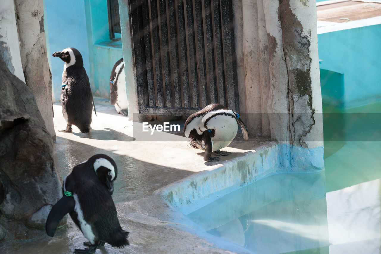 Penguins by pond in zoo