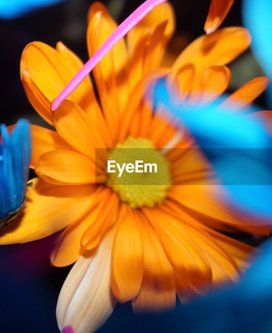 Close-up of yellow flower