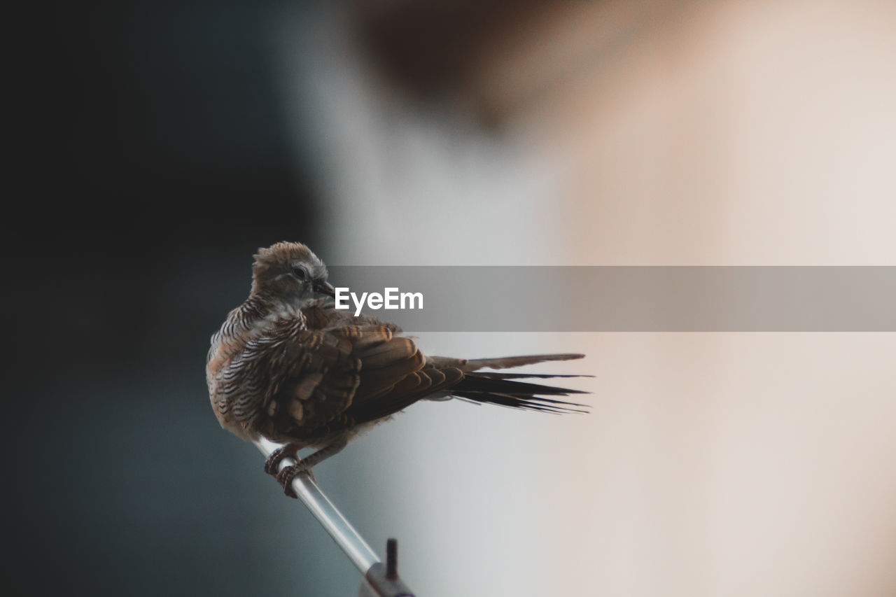 bird, animal themes, animal, one animal, animal wildlife, vertebrate, animals in the wild, focus on foreground, no people, close-up, perching, selective focus, day, sparrow, outdoors, nature, beauty in nature, brown, copy space