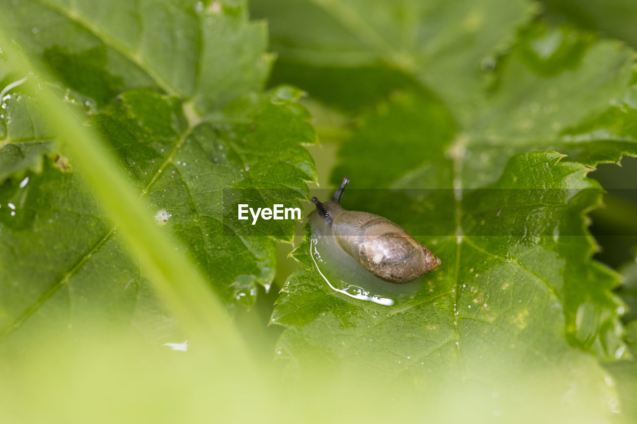 CLOSE-UP OF SNAIL ON WET LEAF