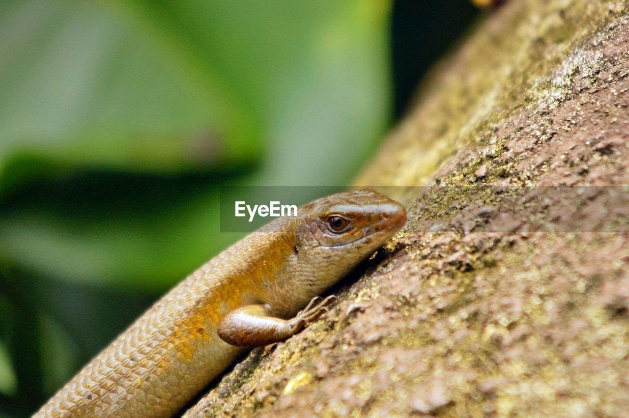 Close-up of lizard on rock