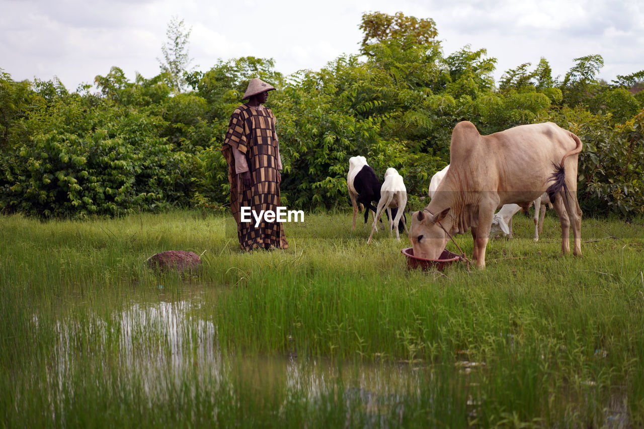 Man looking at cow standing on grassy land