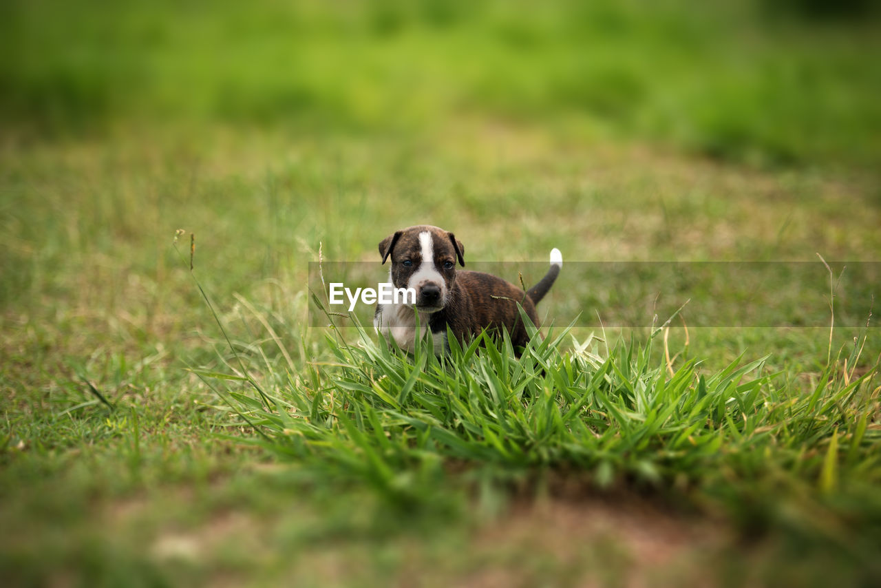 Portrait of dog on field