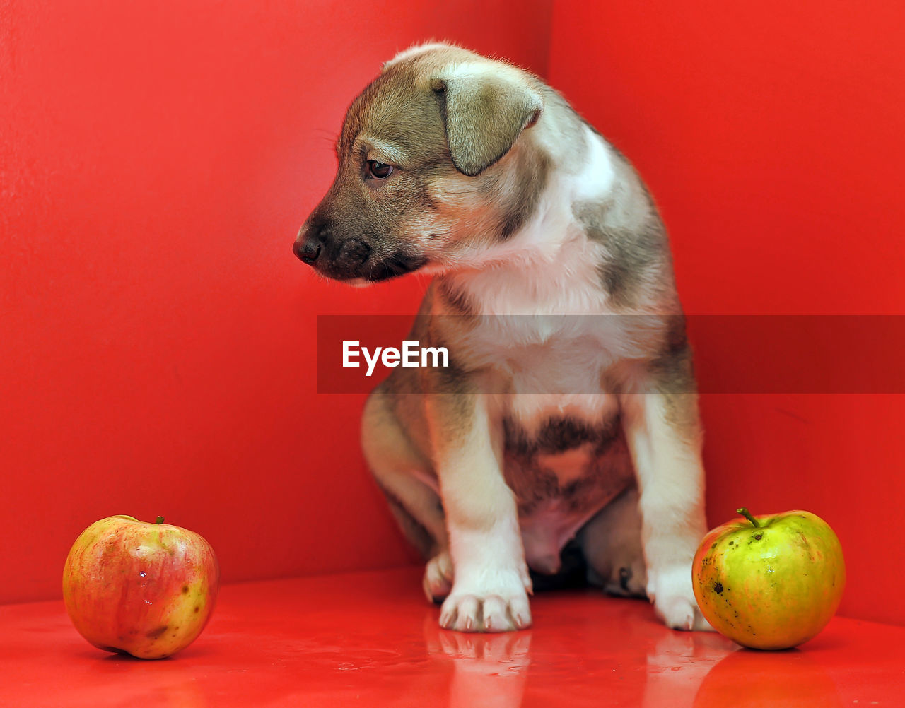 VIEW OF A DOG ON RED