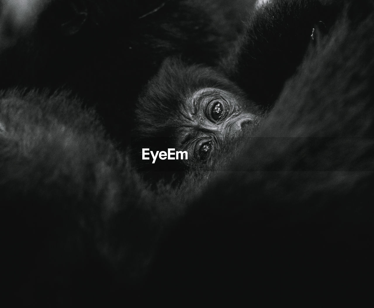 Close-up portrait of a mountain gorilla baby