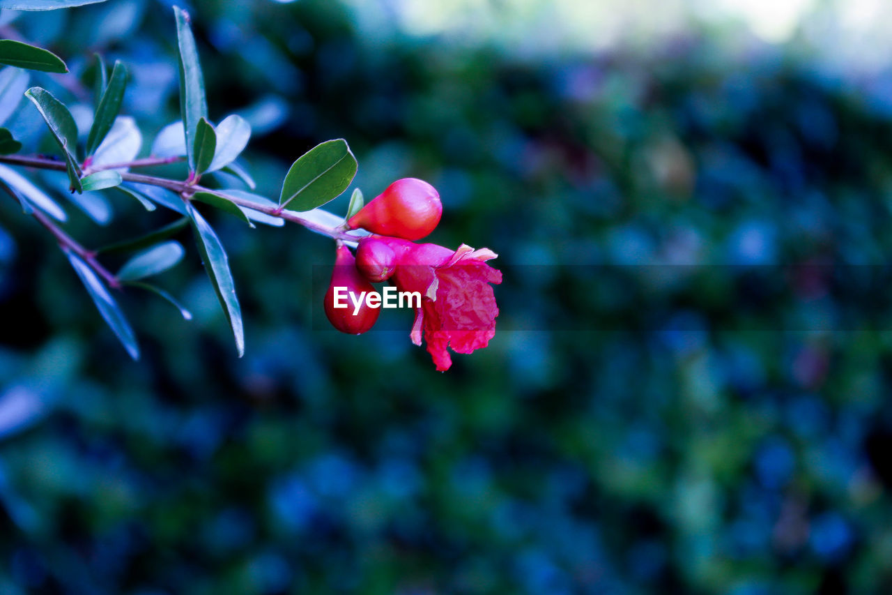 Close-up of red flower growing on tree