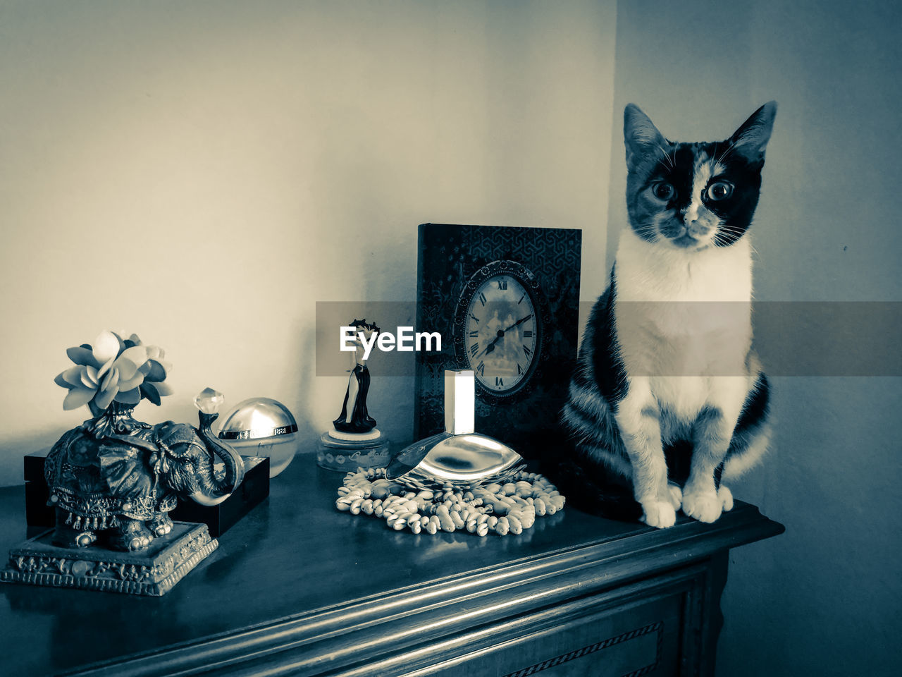 PORTRAIT OF CAT SITTING BY TABLE AT HOME