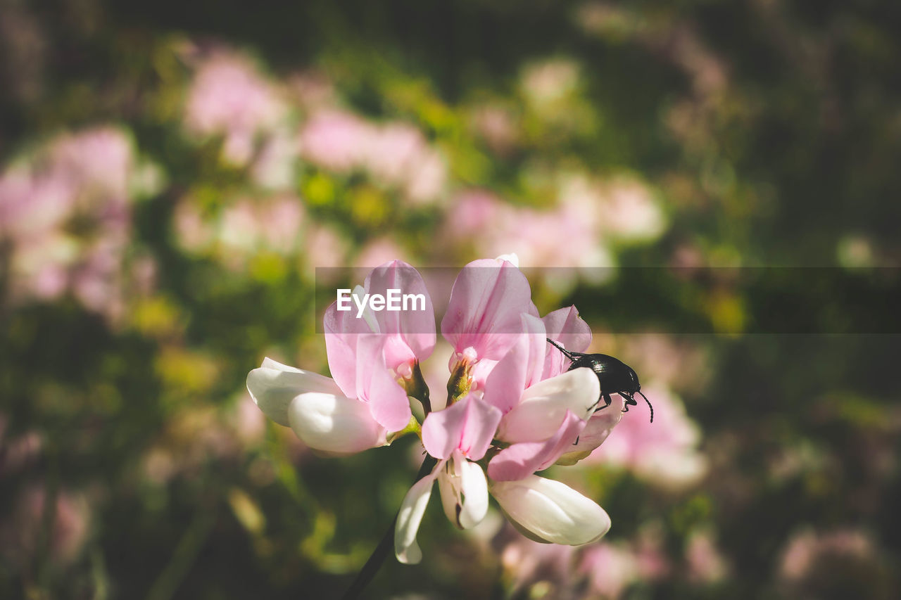 CLOSE-UP OF PINK FLOWER BLOOMING