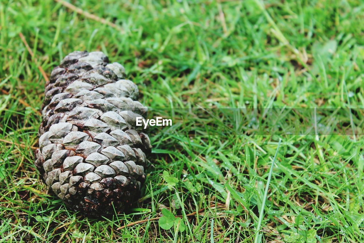 CLOSE-UP OF A PINE CONE ON FIELD