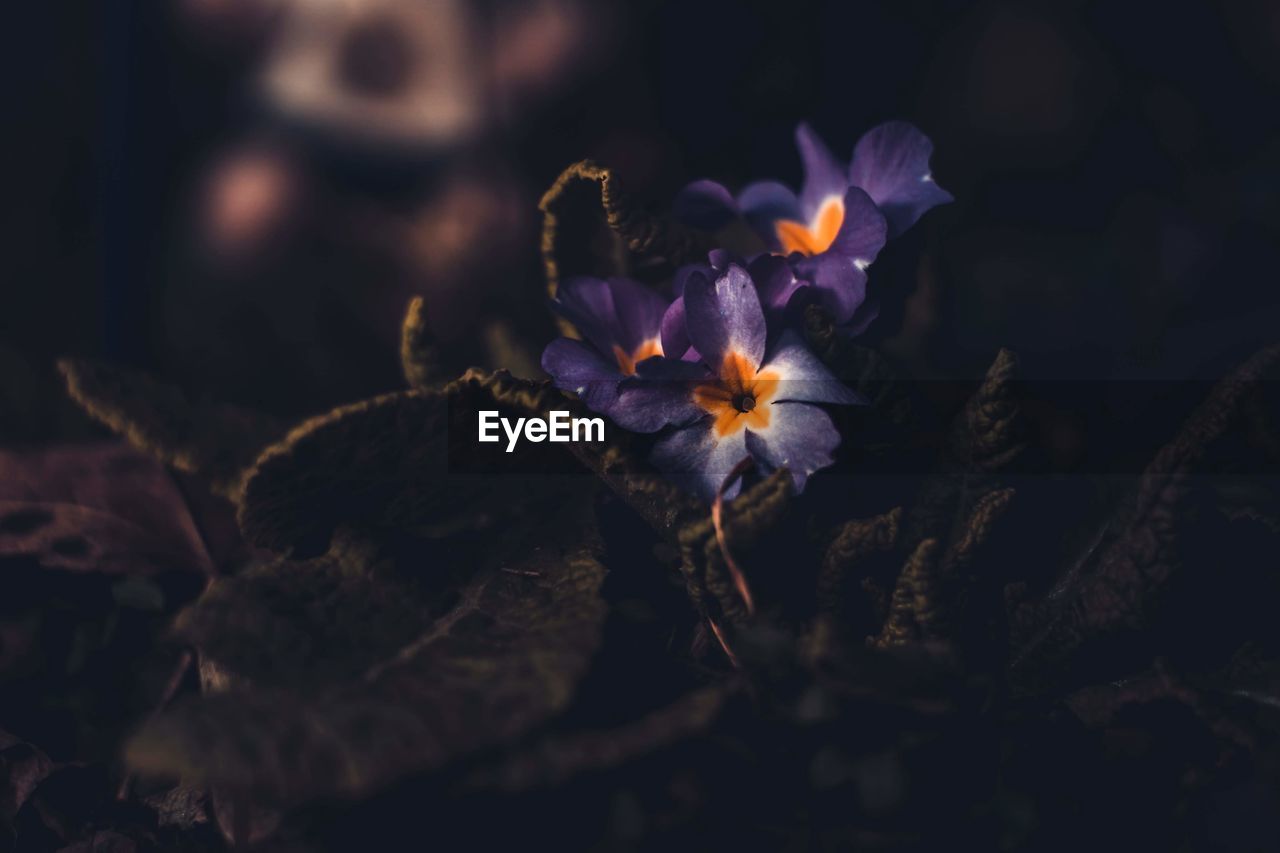 Close-up of purple flowering plant on field