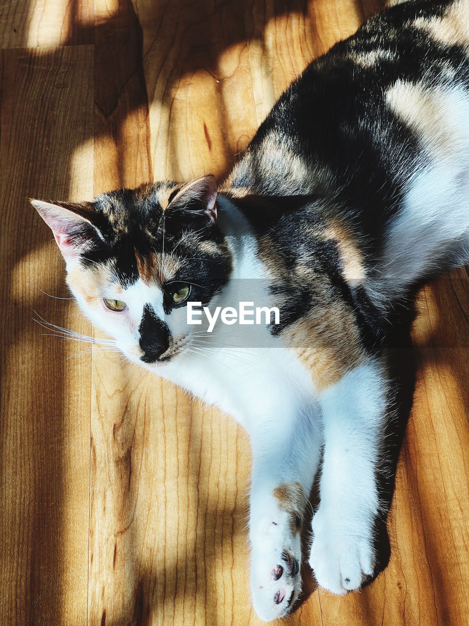 animal themes, animal, pet, domestic animals, mammal, one animal, cat, domestic cat, feline, indoors, whiskers, hardwood floor, high angle view, no people, wood, flooring, felidae, relaxation, kitten, small to medium-sized cats, portrait, home interior, lying down, close-up, looking at camera