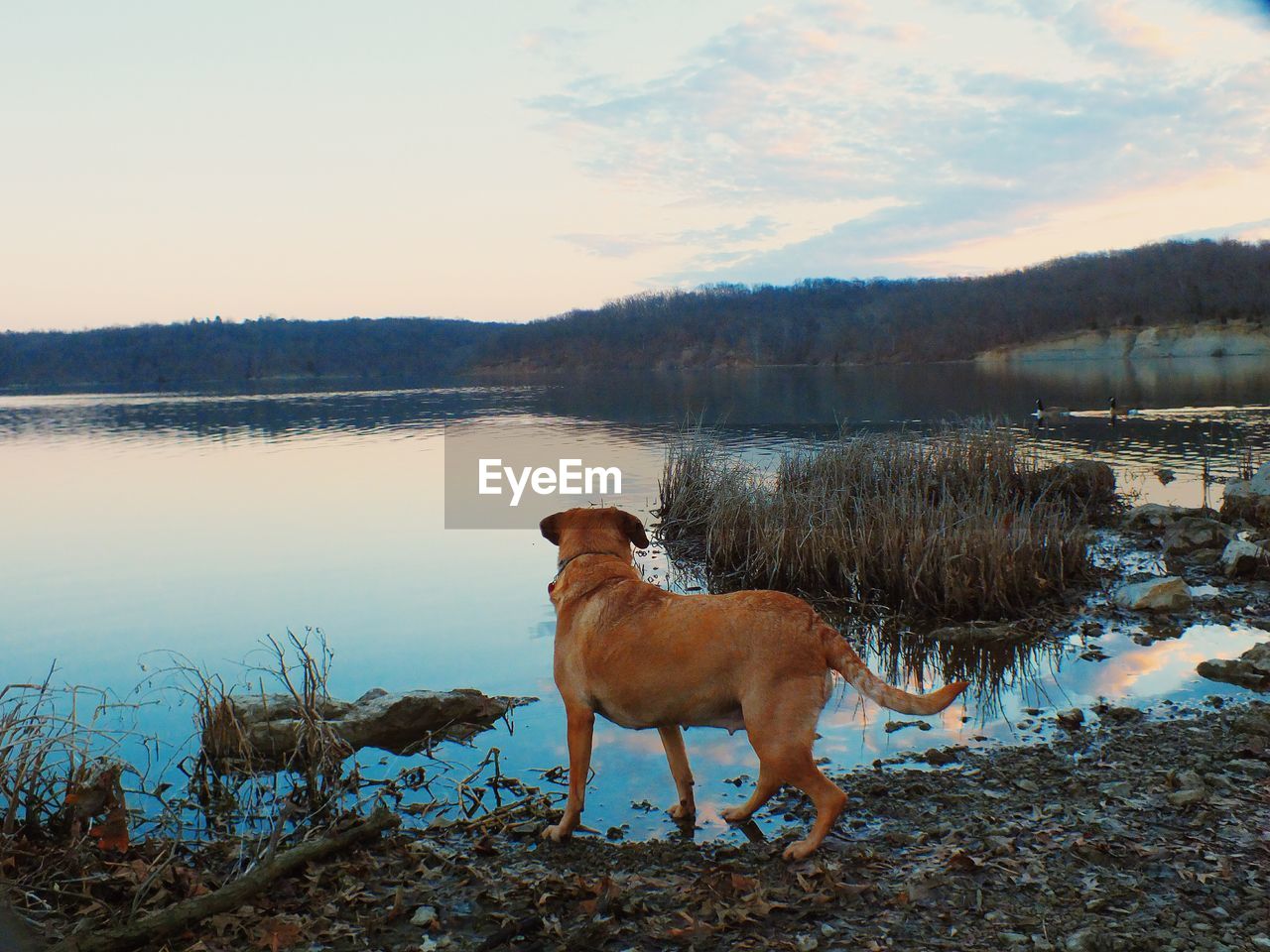 Dog standing by lake against sky