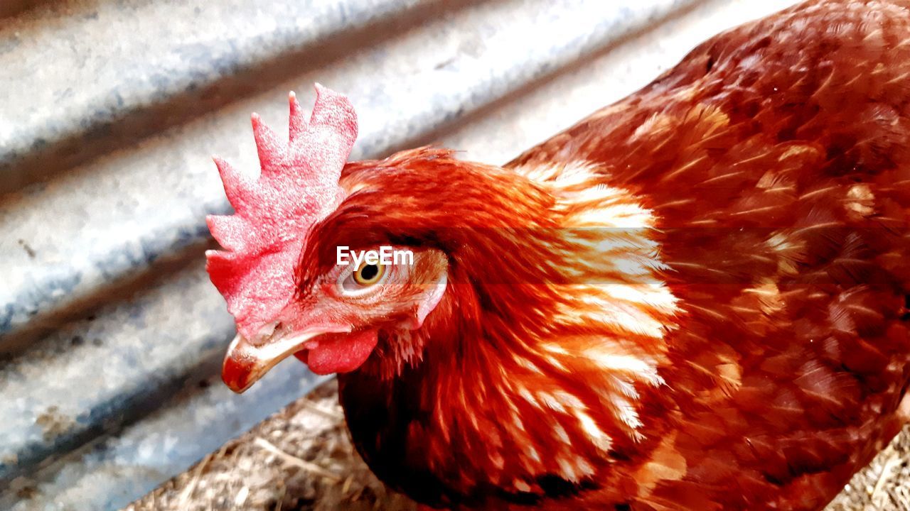 CLOSE-UP OF HEN