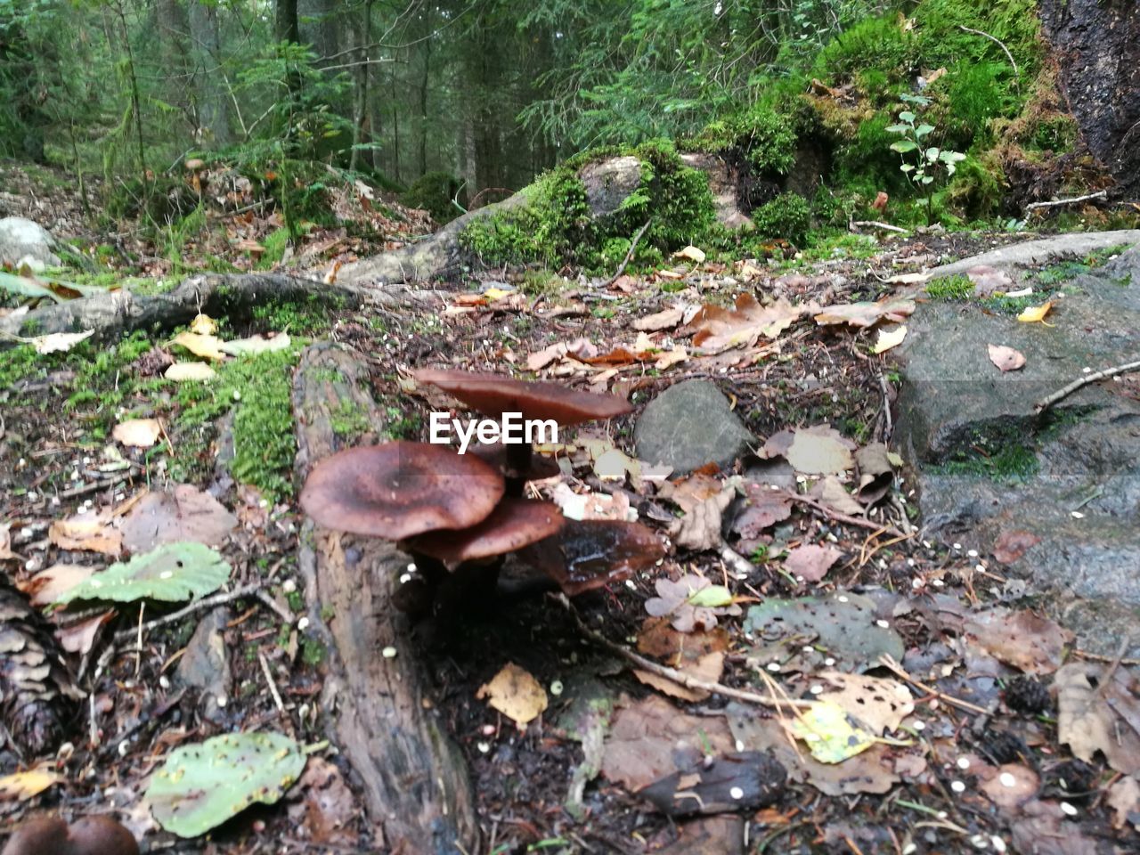 HIGH ANGLE VIEW OF MUSHROOMS GROWING ON FIELD