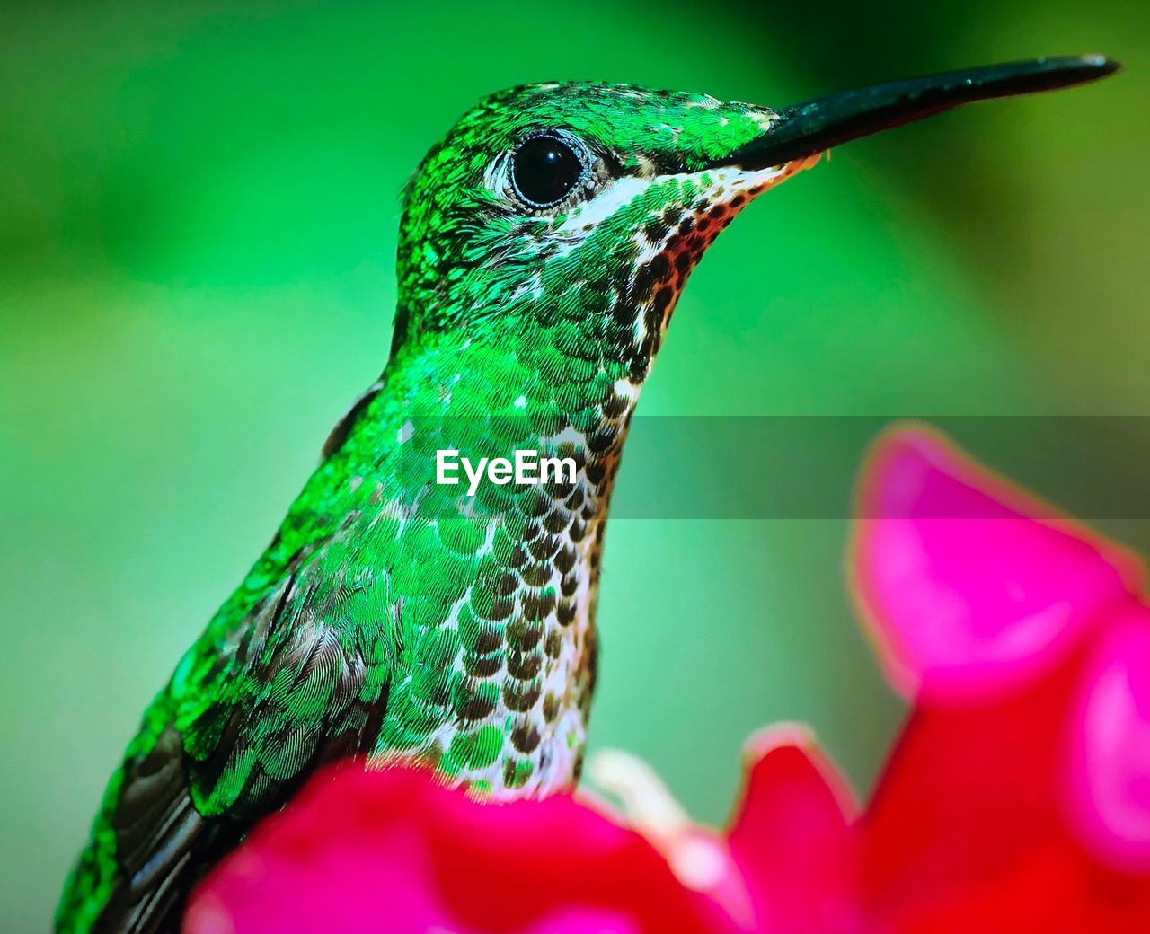 Close-up of a bird