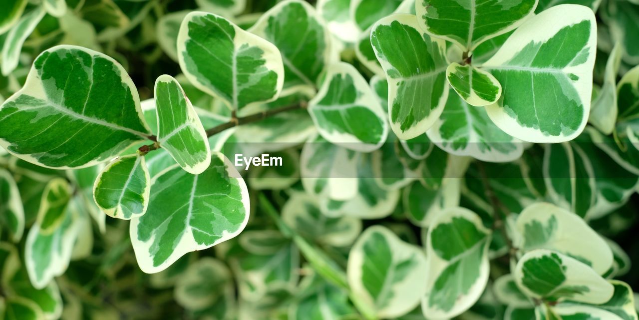 Close-up of fresh green leaves on plant