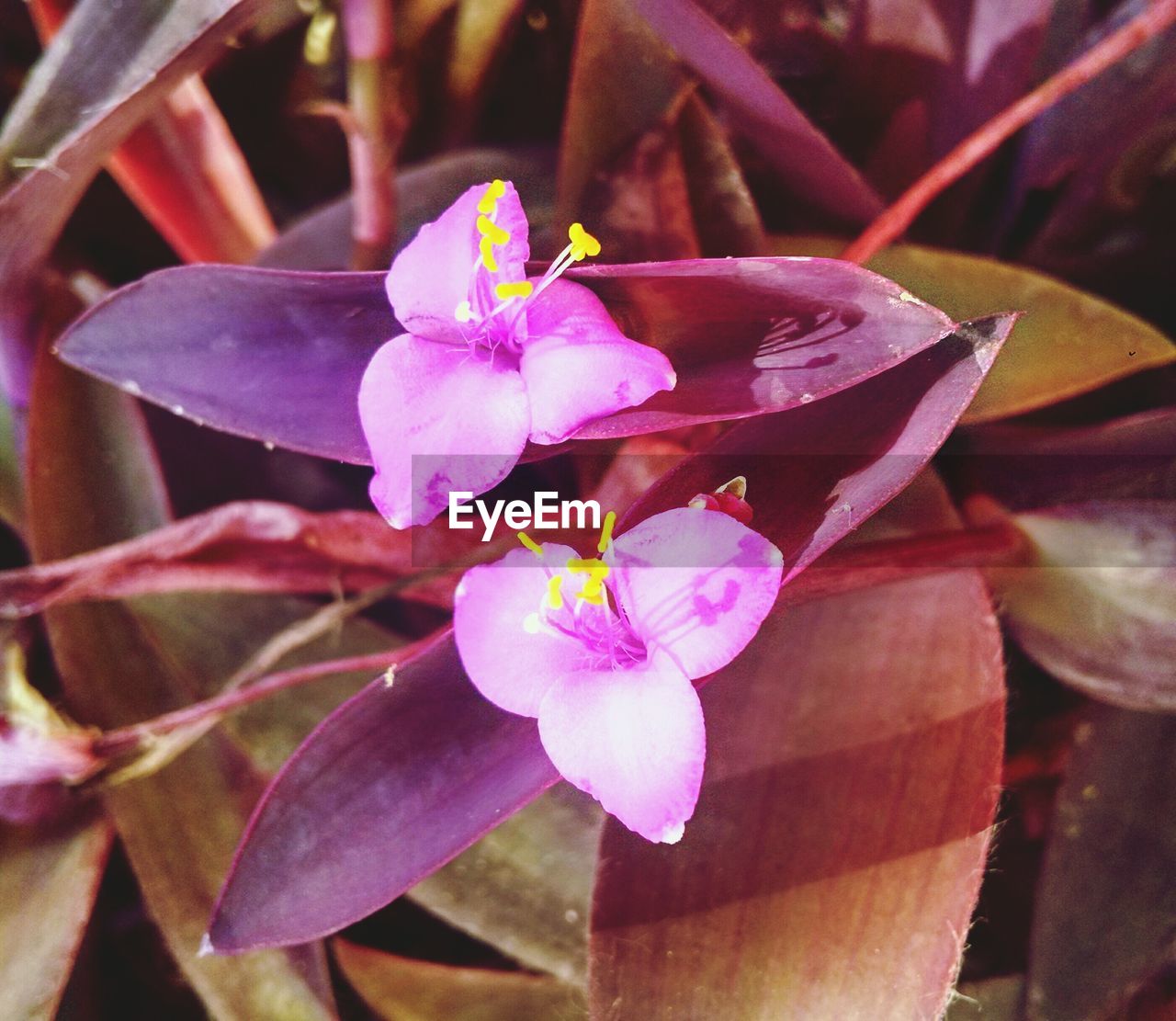 CLOSE-UP OF FRESH PINK FLOWER BLOOMING IN GARDEN