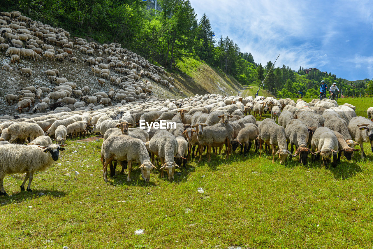 livestock, domestic animals, animal, animal themes, mammal, sheep, pasture, flock of sheep, pet, herd, plant, grass, agriculture, grazing, group of animals, nature, large group of animals, field, land, herding, landscape, green, rural area, meadow, environment, no people, rural scene, animal wildlife, plain, beauty in nature, wildlife, sky, outdoors, day, grassland, farm, cloud, tree