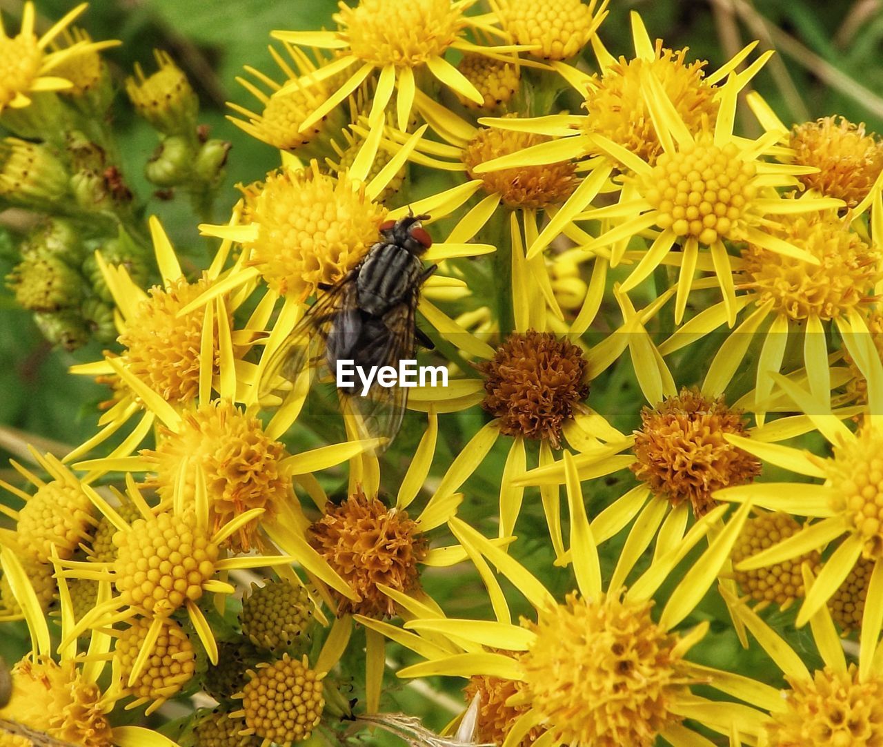 CLOSE-UP OF BEE ON YELLOW FLOWER