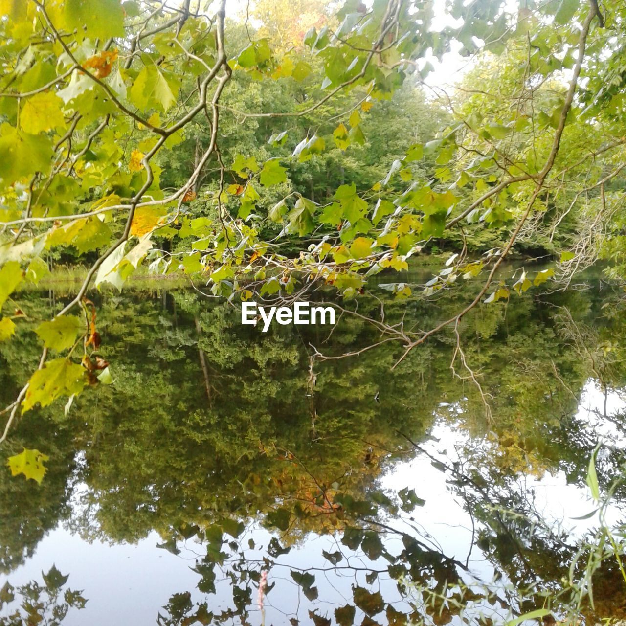 CLOSE-UP OF PLANTS WITH REFLECTION OF TREES