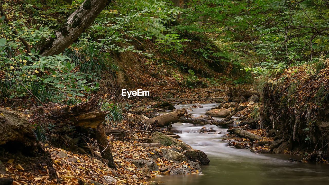 River flowing through rocks in forest