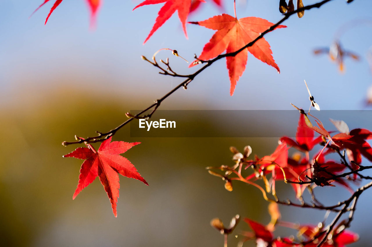 CLOSE-UP OF RED MAPLE LEAVES AGAINST SKY