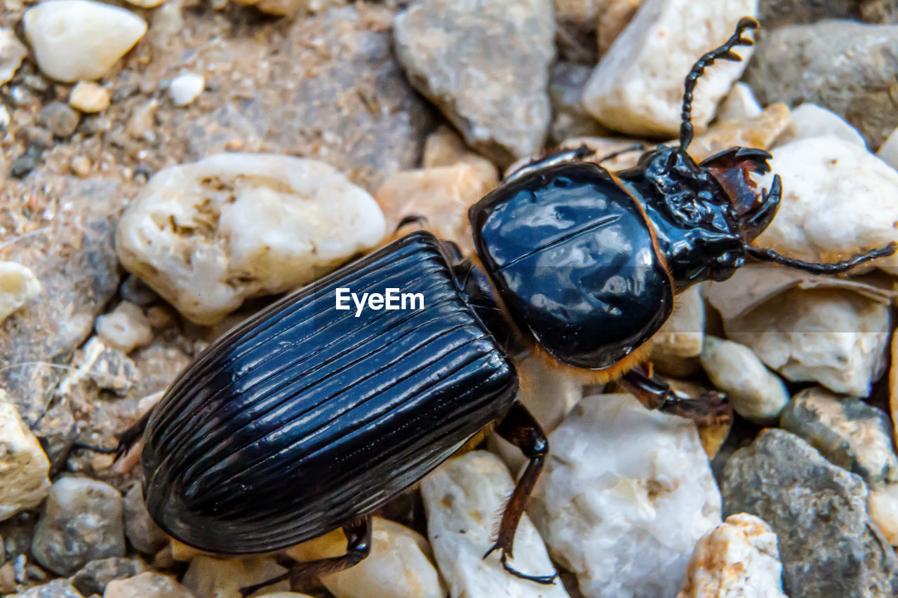 High angle view of beetle on rock