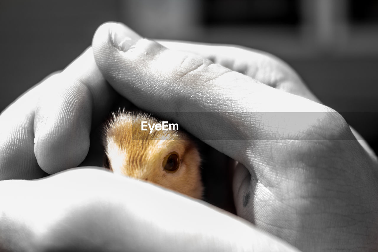 CLOSE-UP OF HUMAN HAND FEEDING