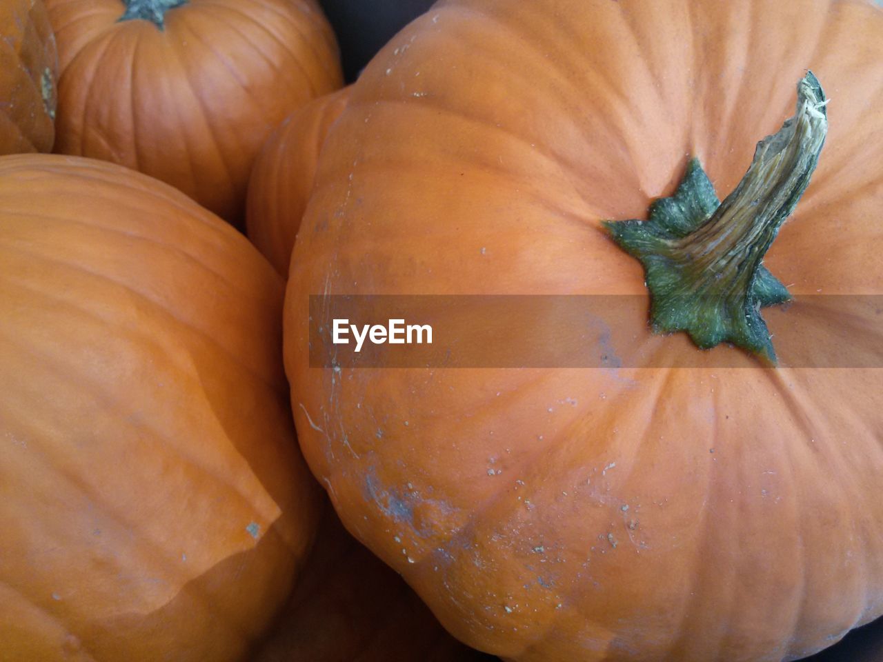 Close-up of pumpkins