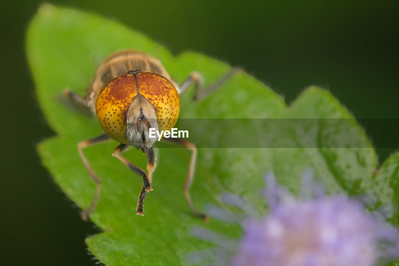 CLOSE-UP OF INSECT ON GREEN FLOWER