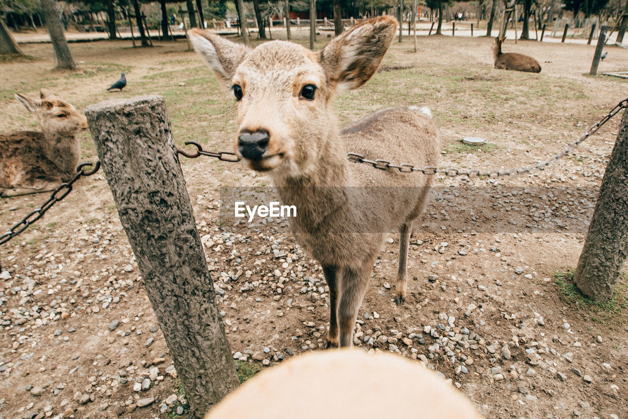 Portrait of deer standing on field by fence