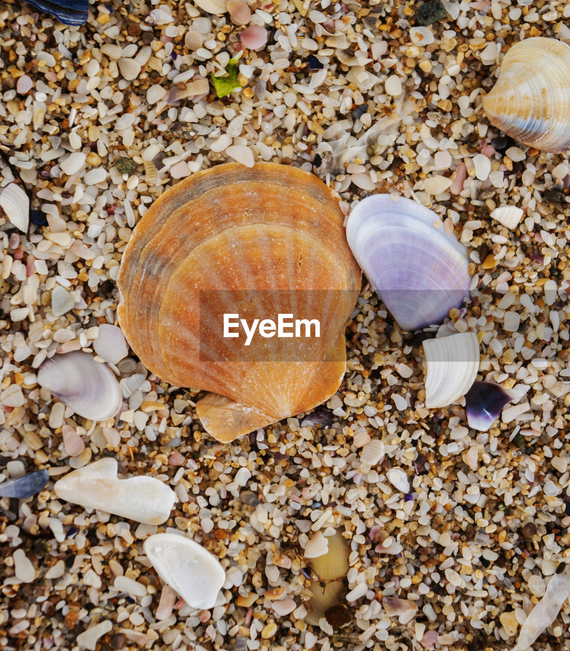 CLOSE-UP OF SEASHELL ON PEBBLES