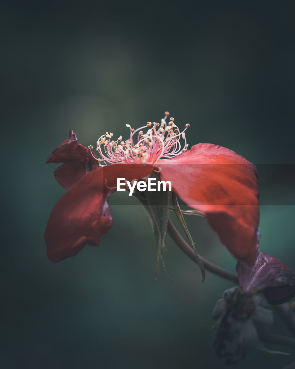 CLOSE-UP OF RED FLOWER ON PLANT