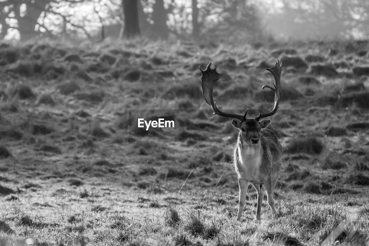 Full length of fallow deer on field at charlecote park