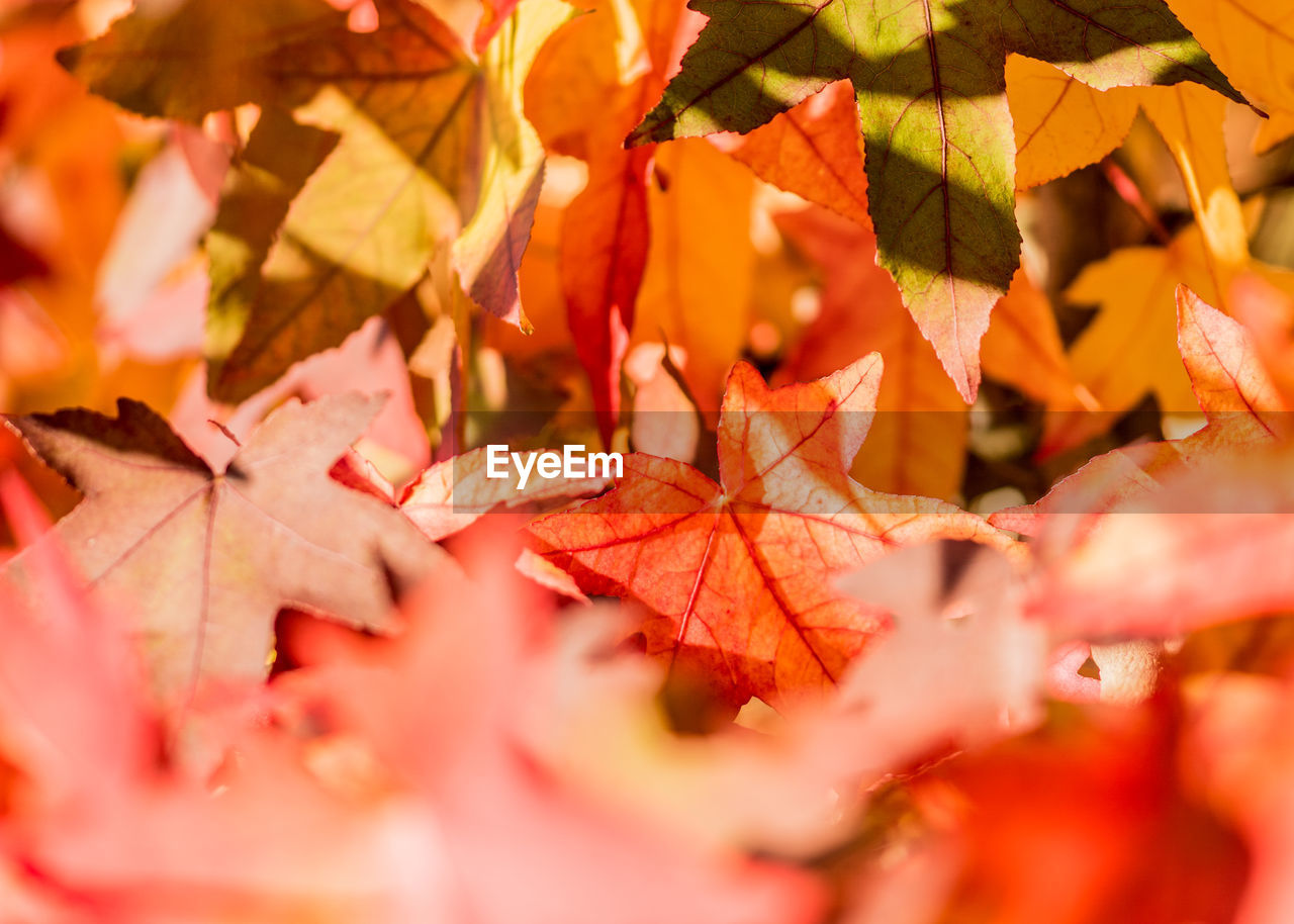 FULL FRAME SHOT OF MAPLE LEAVES