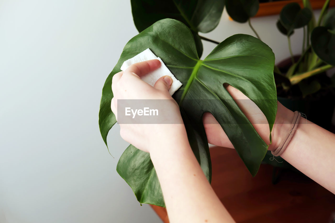 CLOSE-UP OF HAND HOLDING PLANT LEAVES